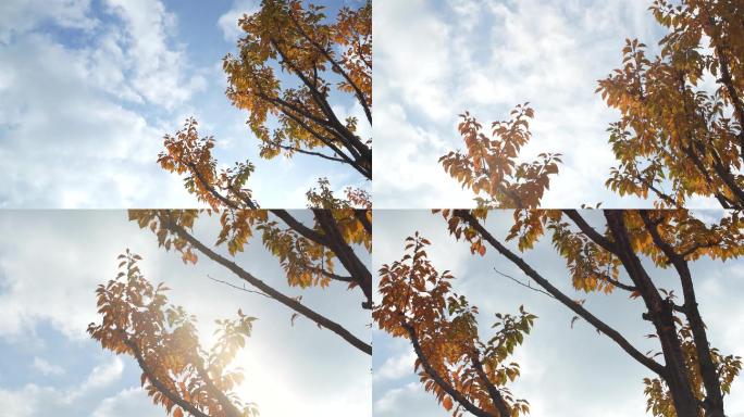 蓝天阳光树叶飘动