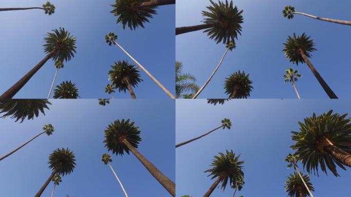 低视角下的棕榈树和蓝天