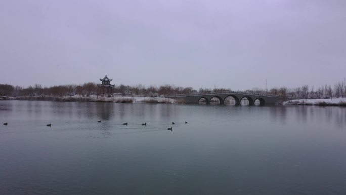 雪天园林湖泊野鸭