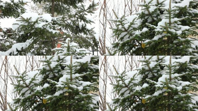 雪花从空中飘扬雪松积雪的松树雪中的树木