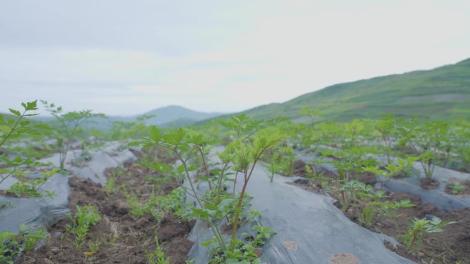 当归——中草药种植