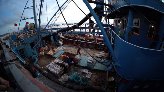 玉环大麦屿渔获物码头海鲜卸货视频