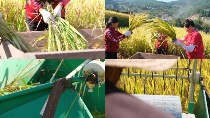 水稻收割视频素材