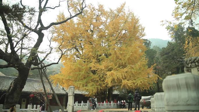 潭柘寺银杏树全景