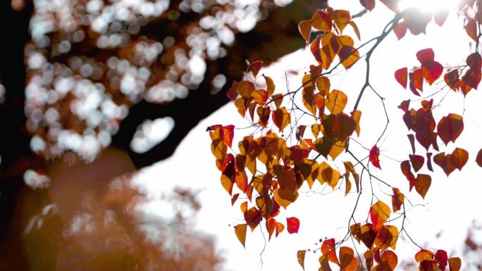 秋天的乌桕树仰拍
