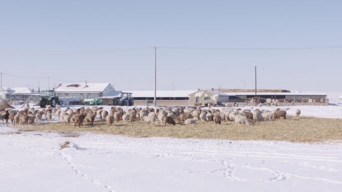 冬季牧场动物羊群空镜