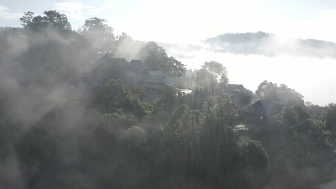 云南 茶叶 普洱 景迈山 古茶林