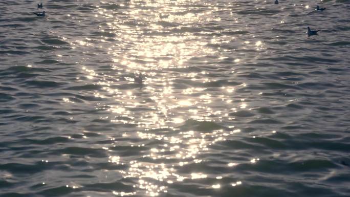 飞鸟海鸥飞过夕阳下的湖面唯美逆光4K画面