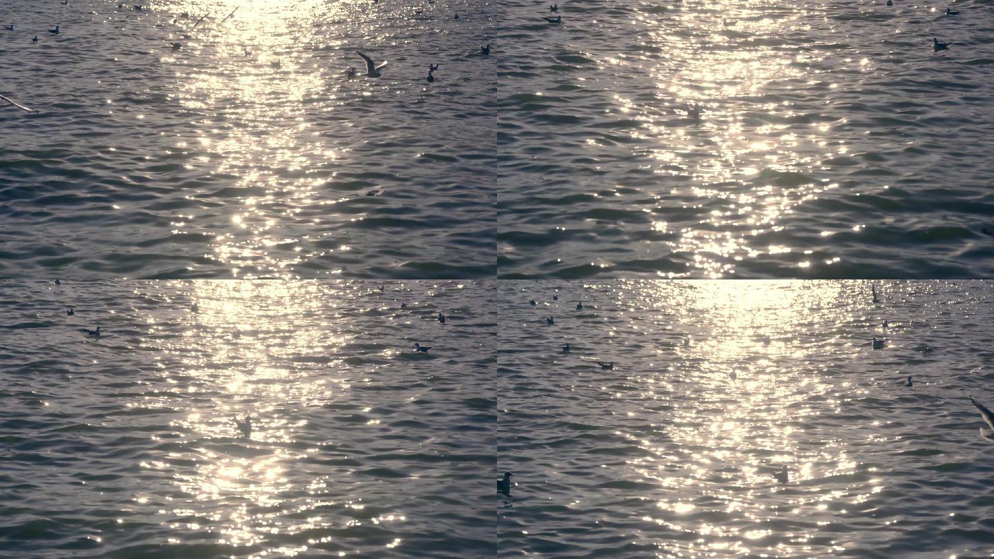 飞鸟海鸥飞过夕阳下的湖面唯美逆光4K画面