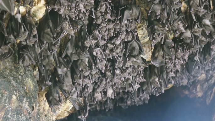 蝙蝠洞的一群蝙蝠动物世界蝙蝠大自然特写