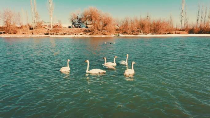 甘肃酒泉湿地，天鹅戏水，奔跑的群鸟航拍