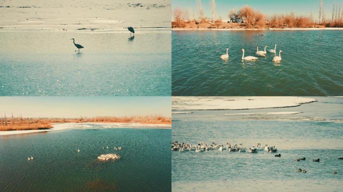 甘肃酒泉湿地，天鹅戏水，奔跑的群鸟航拍