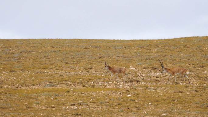 西藏 羚羊 奔跑 野生动物