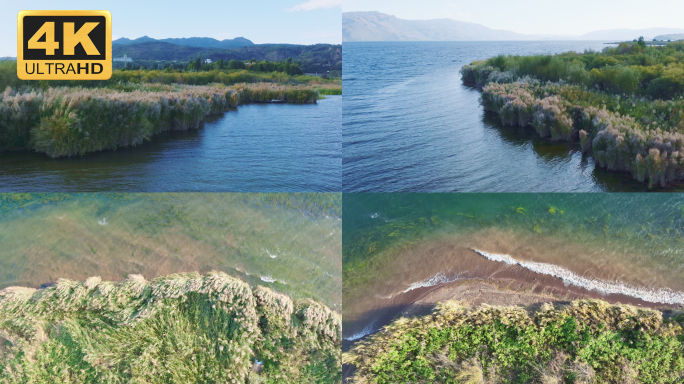 【4K】抚仙湖芦苇荡抚仙湖风光抚仙湖浪花