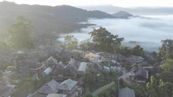 云南 茶叶 普洱 景迈山 古茶林