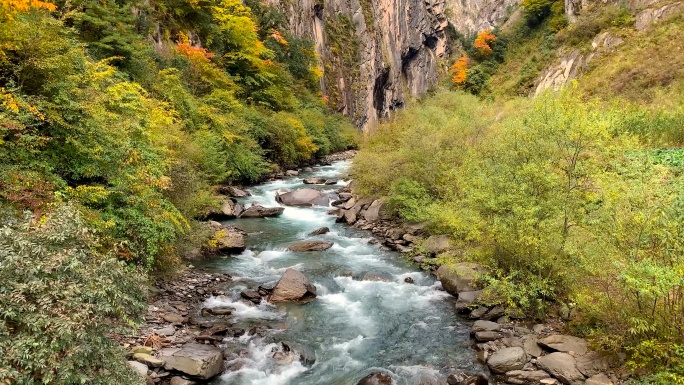 川西高原卧龙自然保护区彩林清澈溪流4K