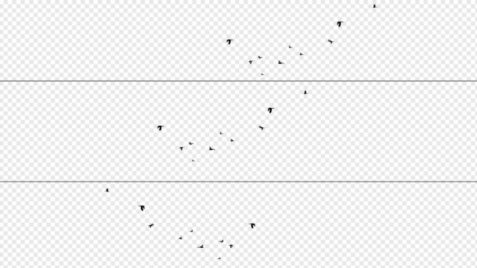 黑白2色带通道飞鸟视频3