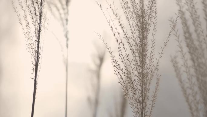 唯美逆光芦苇意境视频芦苇草丛黄昏落日