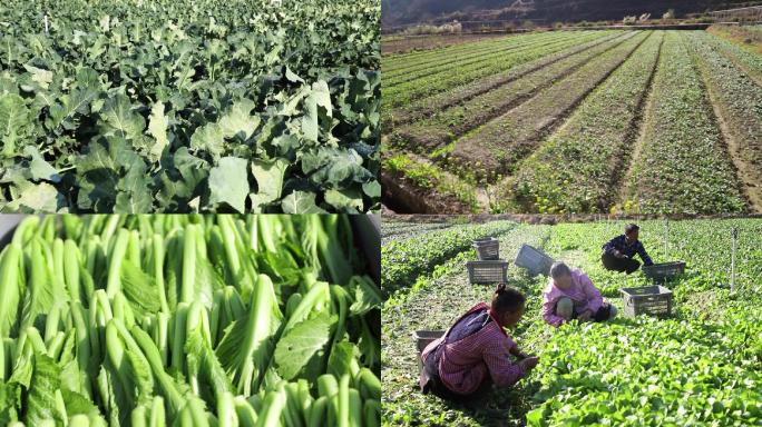 优质蔬菜基地、蔬菜生产