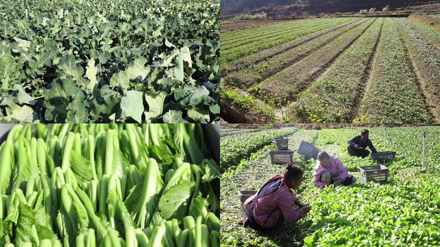 优质蔬菜基地、蔬菜生产