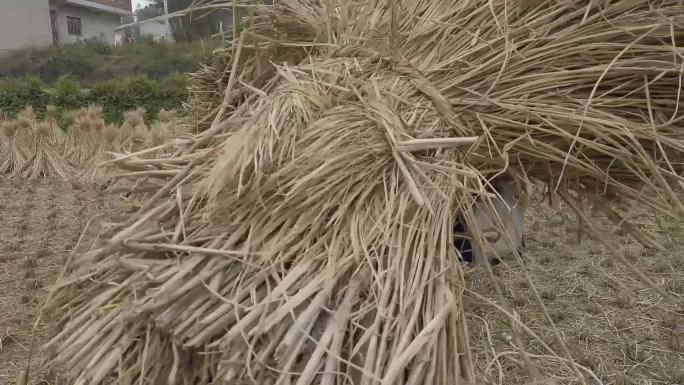 农村老人收稻草干农活