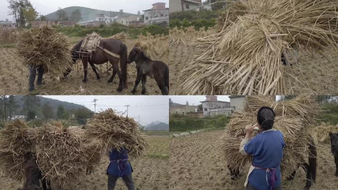 农村老人收稻草干农活