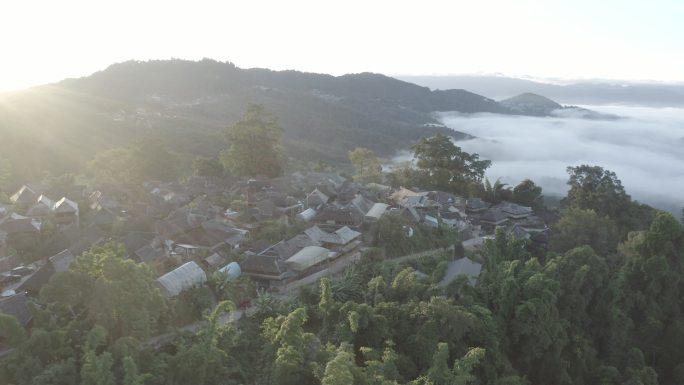 云南 茶叶 普洱 景迈山 古茶林