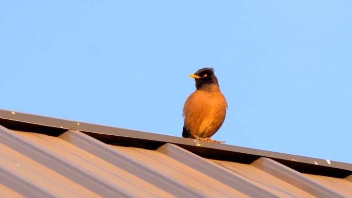 屋顶上小鸟