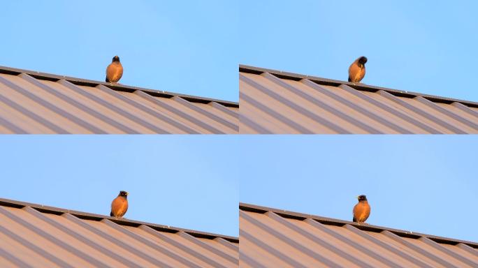 屋顶上小鸟