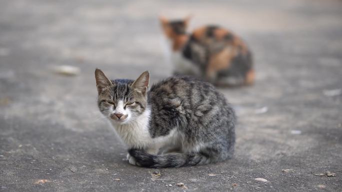 猫 猫叫声