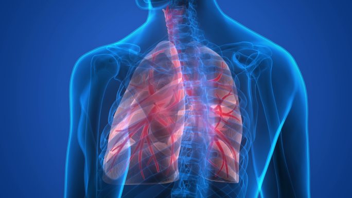 人体呼吸系统肺透视