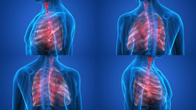 人体呼吸系统肺透视