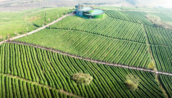 航拍4k中华茶博园茶山