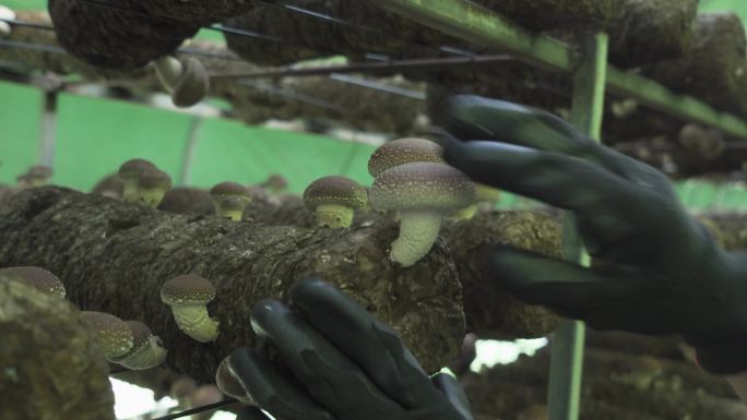 人工蘑菇培植-蘑菇采摘