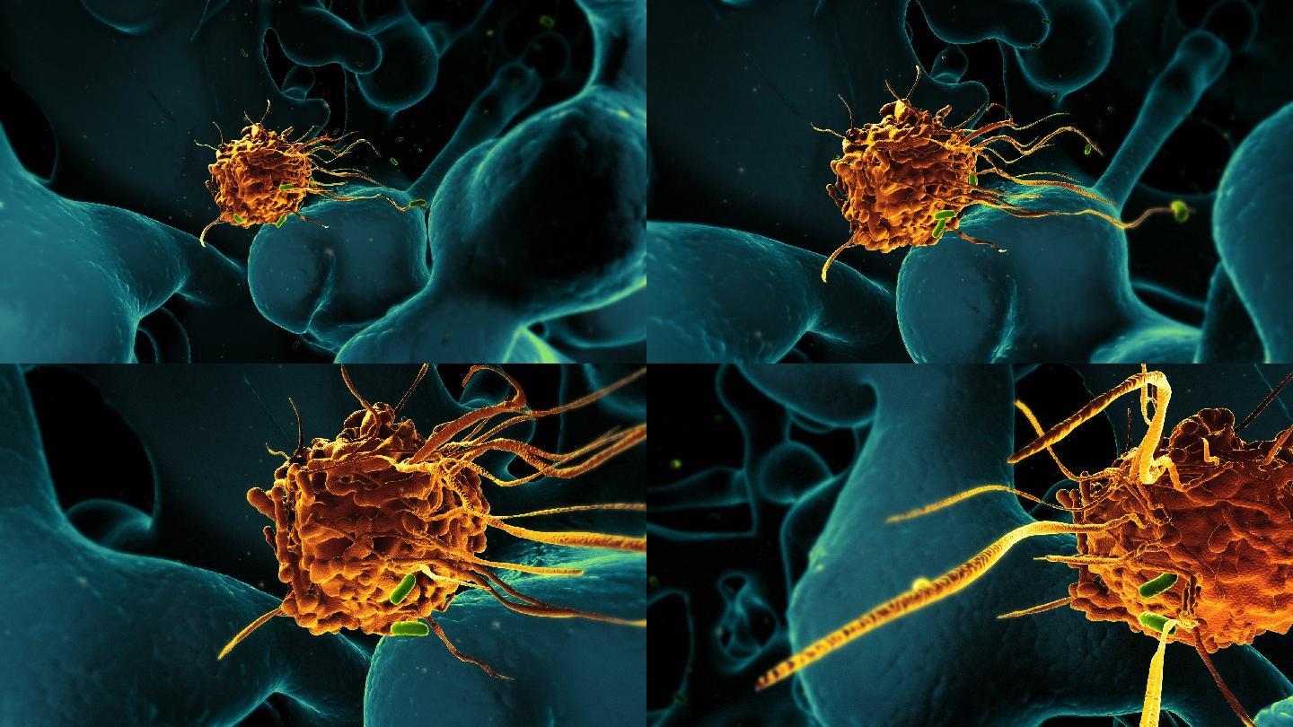 巨噬细胞免疫细胞动画