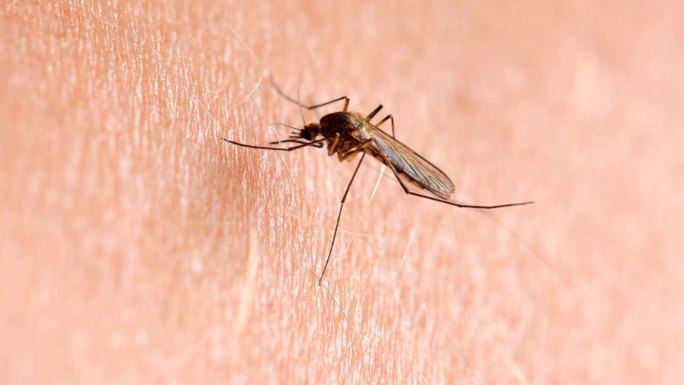 蚊子通过人的皮肤吸人的血