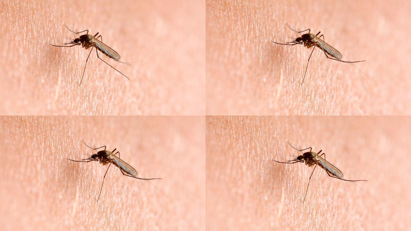 蚊子通过人的皮肤吸人的血