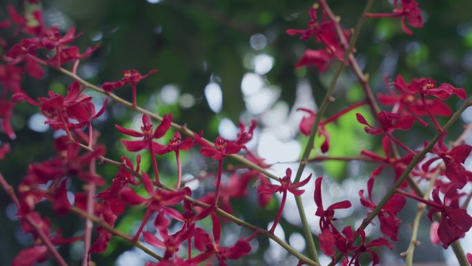 新加坡植物园里盛开的胡姬花兰花