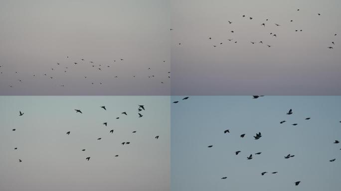 鸟群-慢镜头