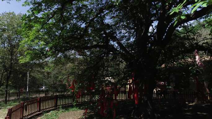 铜川宜君玄奘手植娑罗树航拍4K宣传片素材