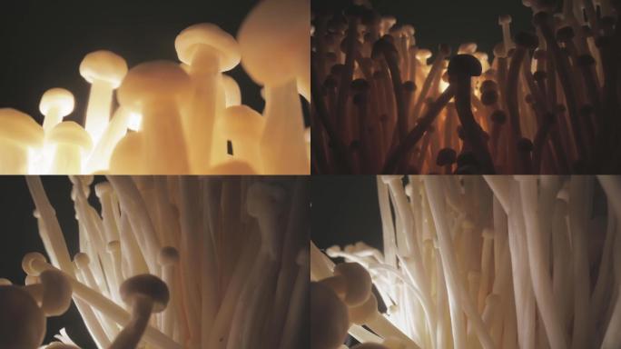 金针菇—菌菇微距