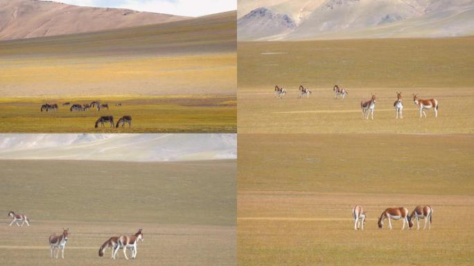 西藏 野生动物 野驴