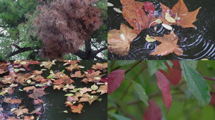 深秋风雨中的树叶