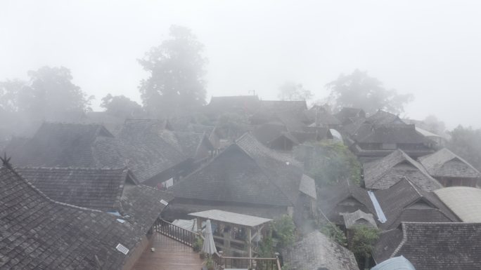 云南 茶叶 普洱 景迈山 古茶林