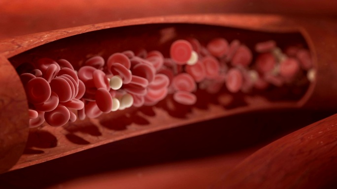 血流流动动画特效素材剖面图