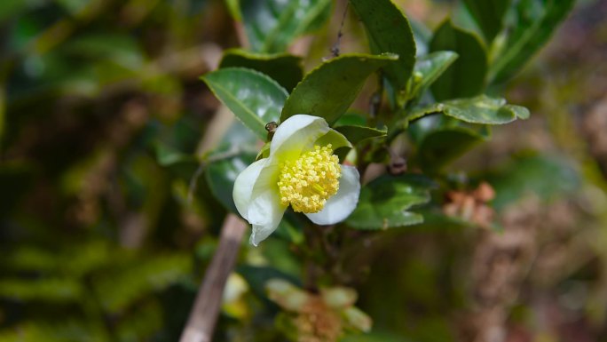 老茶树川茶园茶花茶叶