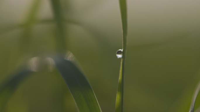 乡村振兴 小麦春灌 冬灌 灌溉 越冬水