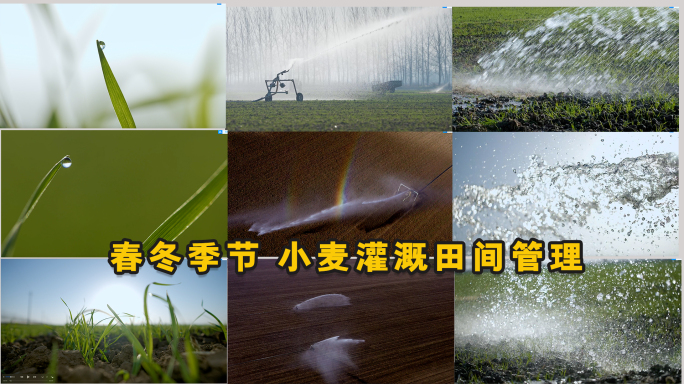 乡村振兴 小麦春灌 冬灌 灌溉 越冬水