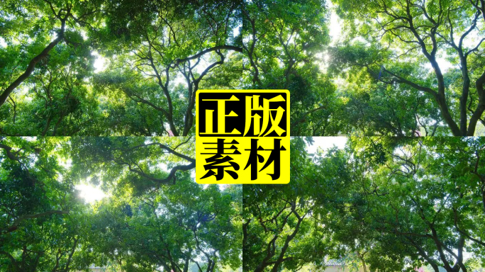 仰拍阳光树林树技树荫