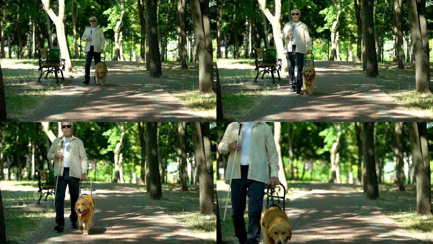 盲人老人带着导盲犬在公园散步